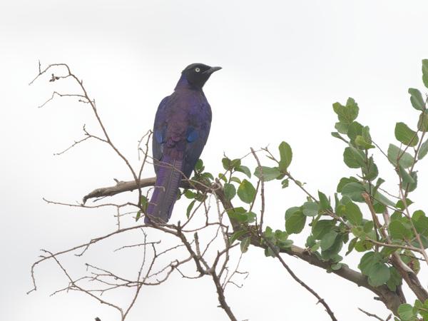 <h3><a href="/trips/tanzania/biota/animalia/chordata/aves/040 passeriformes/105 sturnidae/lamprotornis purpuroptera/lamprotornis purpuroptera-nl.html">Lamprotornis&nbsp;purpuroptera</a> / Rüppell's&nbsp;starling / Blauwe&nbsp;langstaartglansspreeuw</h3>OM-1 Mark II met OLYMPUS M.150-400mm F4.5, 1/2000 sec  bij F4.5, ISO 4000, afstand 34.0&nbsp;m